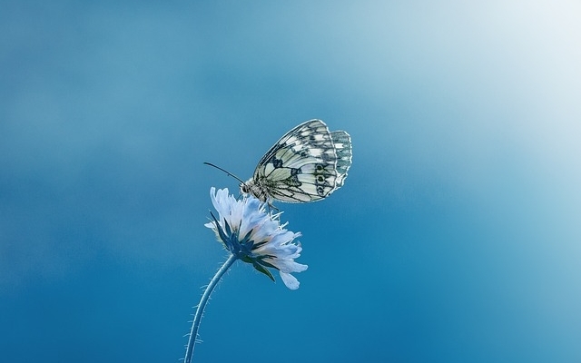 Ingeborg-De evolutie-Bloemenseance-Ilse Van Dun